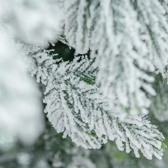 Kép 5/5 - Műfenyő SNOW KING 240 cm