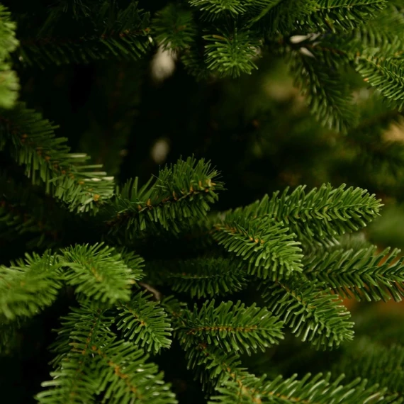 Canadian Classic műfenyő 240 cm